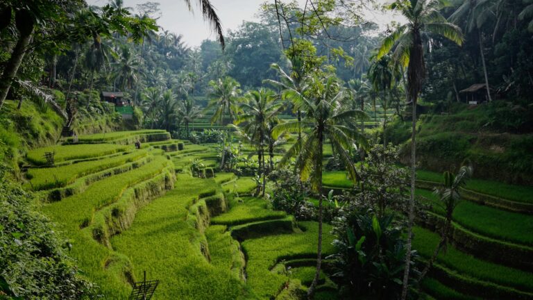 Best Neighbourhoods in Bali: Canggu vs Seminyak vs Ubud vs Uluwatu