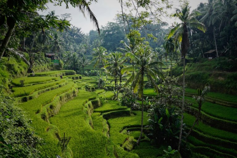 Ubud Bali 2026: The Honest Guide to Visiting and Staying